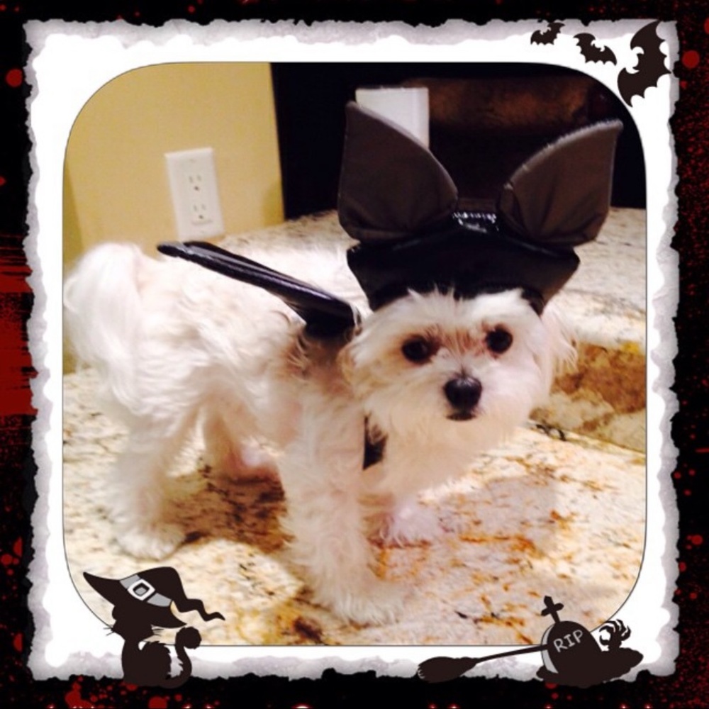 Costumes - Picture 6 of 8